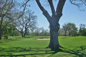 Darmor 13th Tree